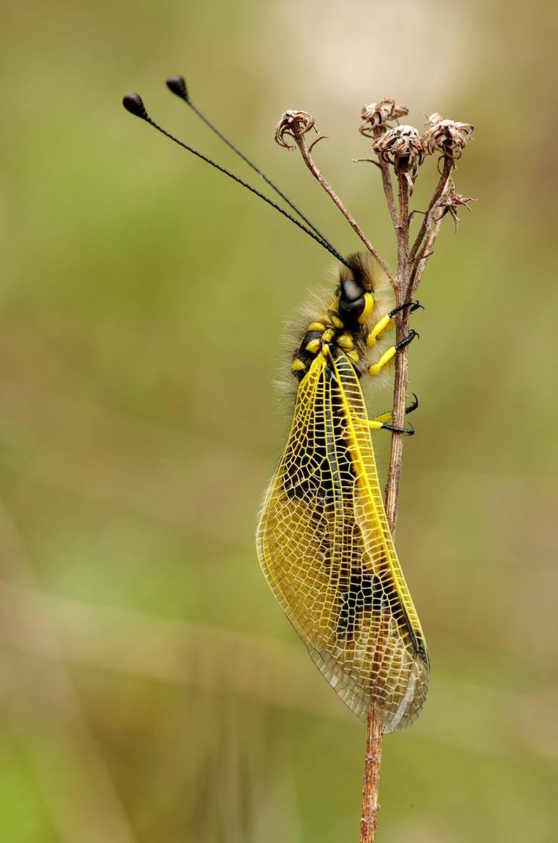 Langfühlerige Schmetterlingshaft (Libelloides Longicornis)