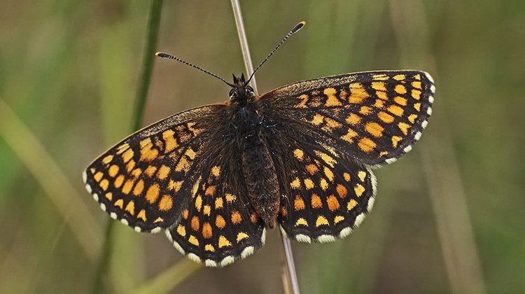 Flockenblumen-Scheckenfalter (Melitaea phoebe)