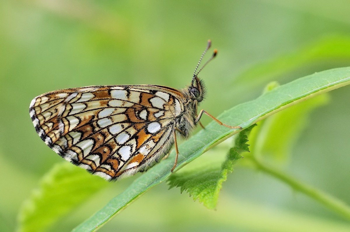 BaldrianScheckenfalter Melitaea diamina lepidopedia