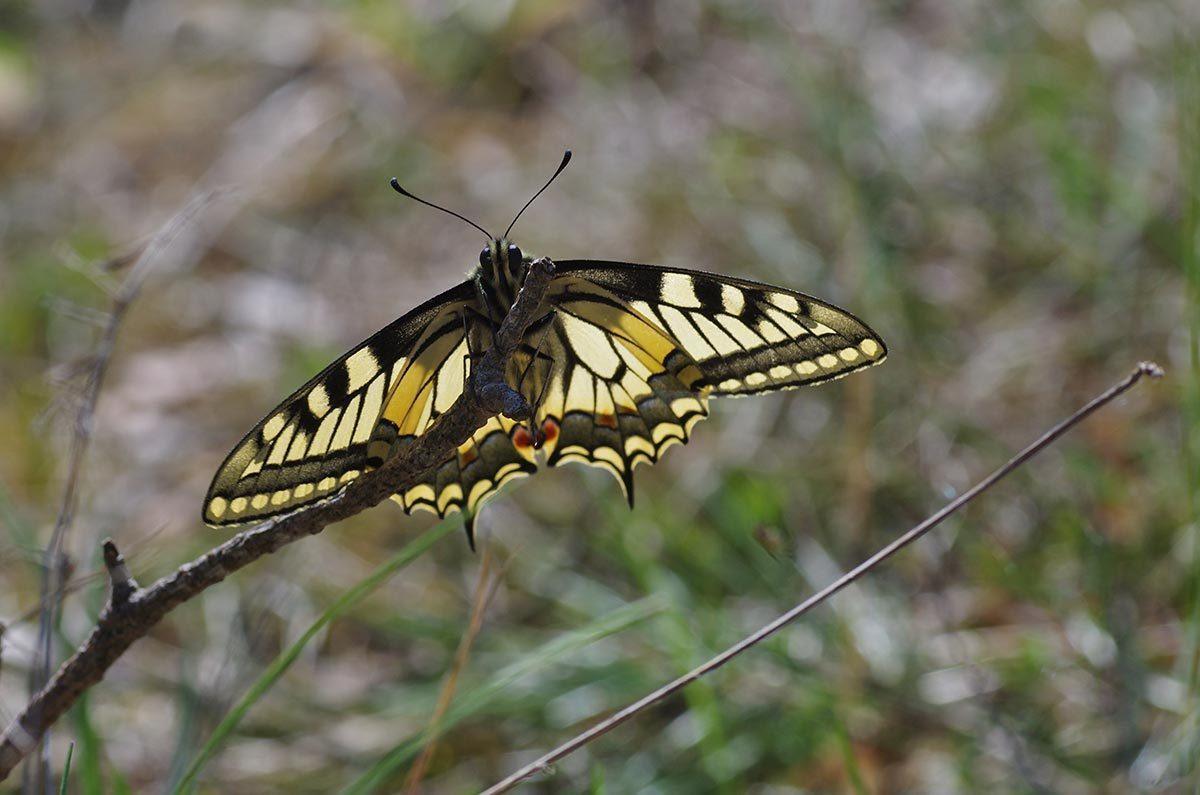 Schwalbenschwanz (Papillon machaon)